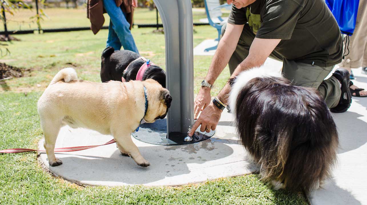 Pet recreation City of Rockingham